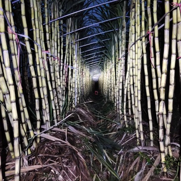 黄金甘蔗，徐州本地种植，脆甜多汁，甜度高