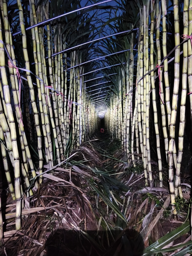 黄金甘蔗，徐州本地种植，脆甜多汁，甜度高