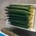 黄瓜