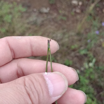 松针，鲜松针，落地枯松针，量大，