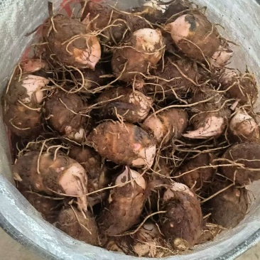 自家种红芽芋