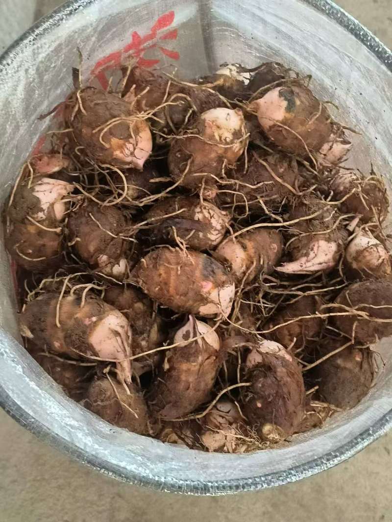 自家种红芽芋