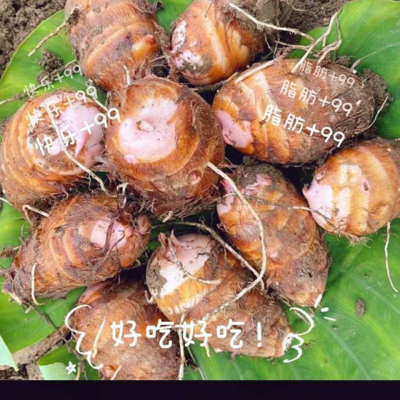 自家种红芽芋