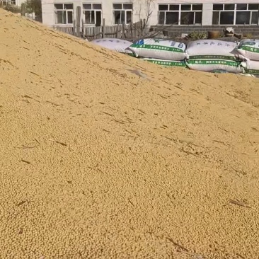 高蛋白大豆个人出售400吨毛粮