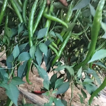 线椒15-20公分硬皮