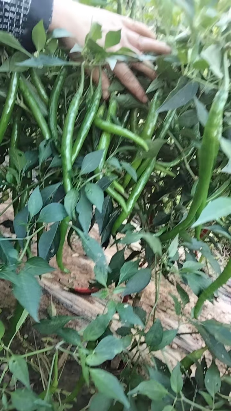 线椒15-20公分硬皮