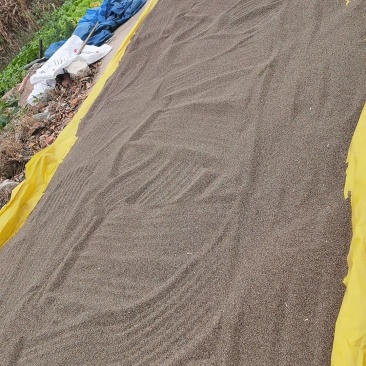灰苏子