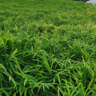 贵州安顺小黄姜