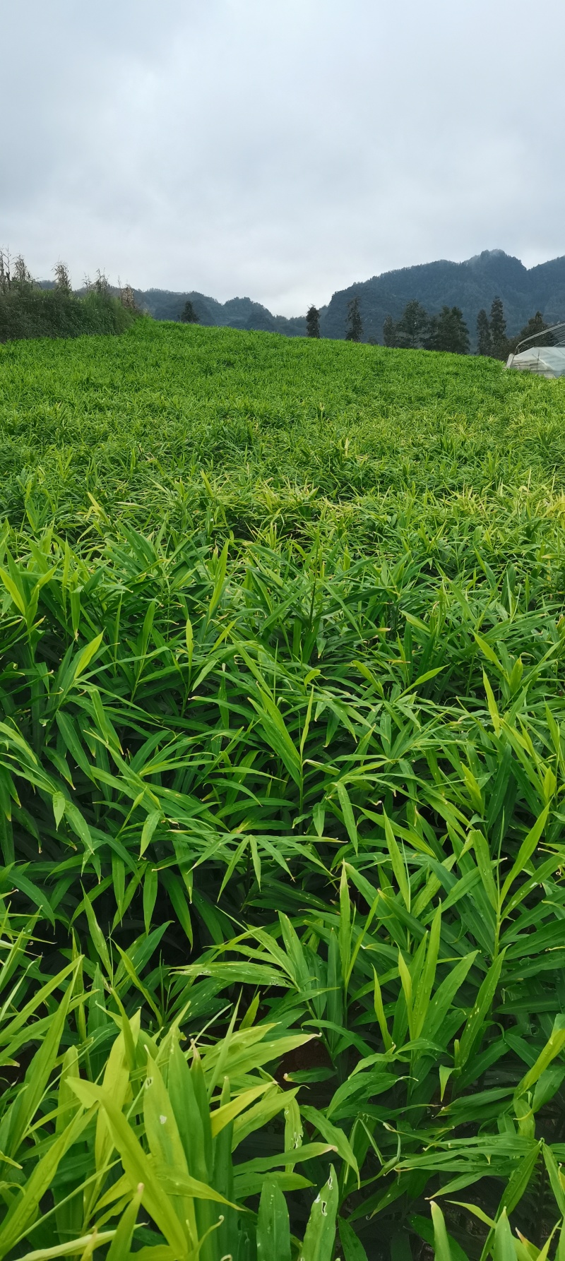 贵州安顺小黄姜