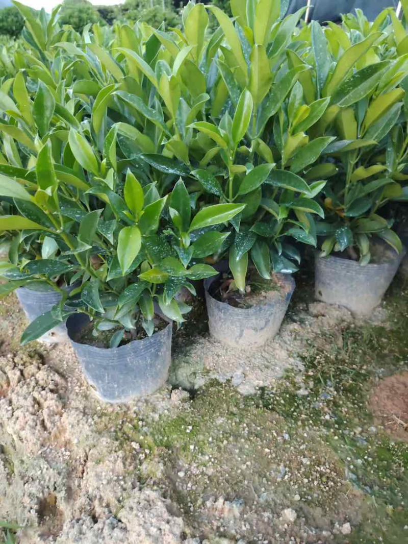 非洲茉莉30-120，大量低价出售