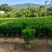 非洲茉莉30-120，大量低价出售