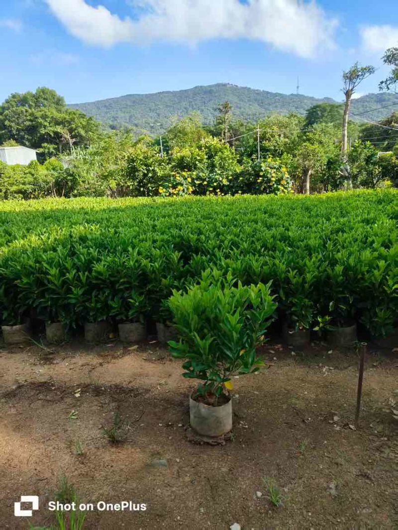 非洲茉莉30-120，大量低价出售