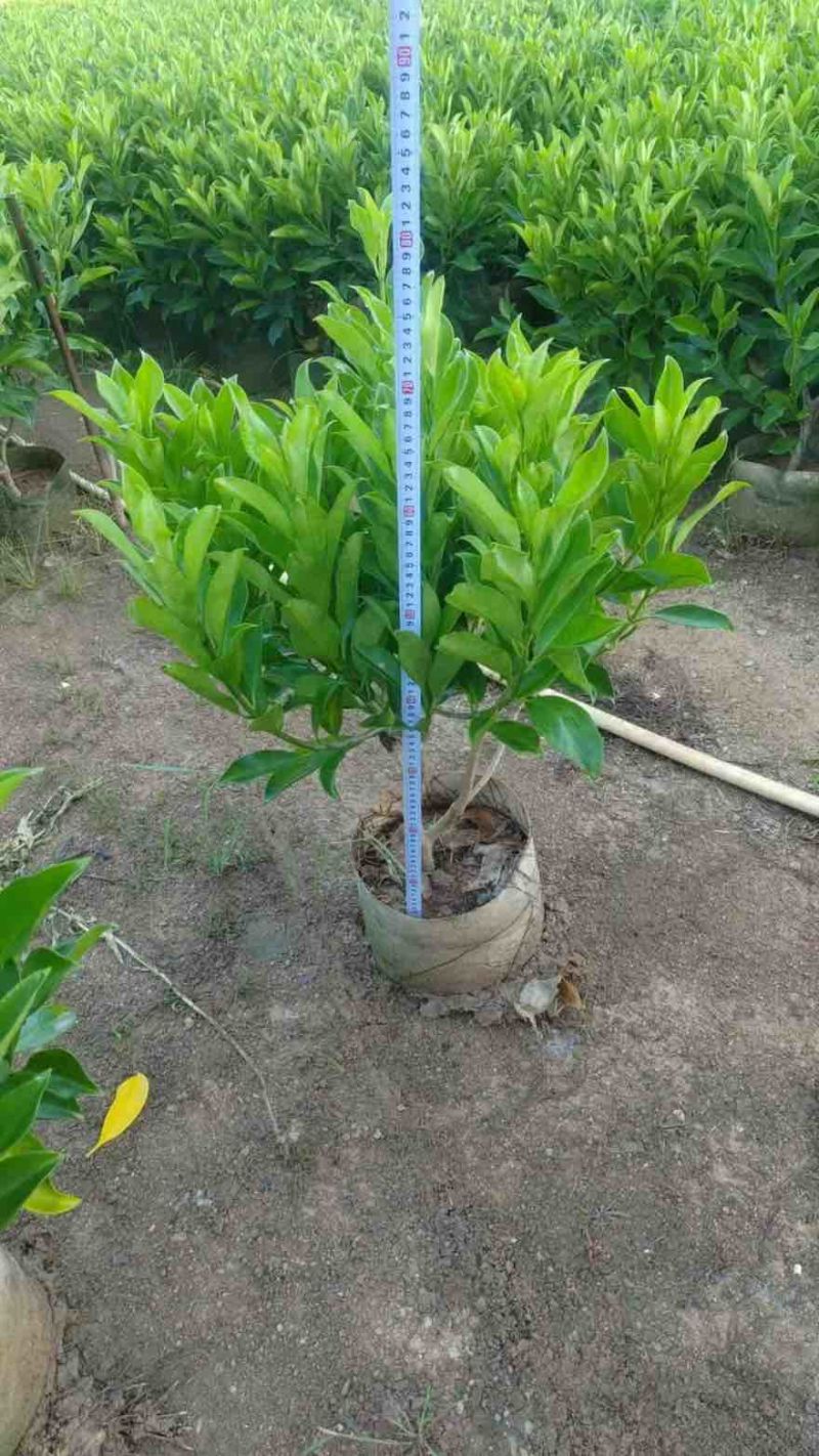 非洲茉莉30-120，大量低价出售