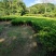 非洲茉莉30-120，大量低价出售