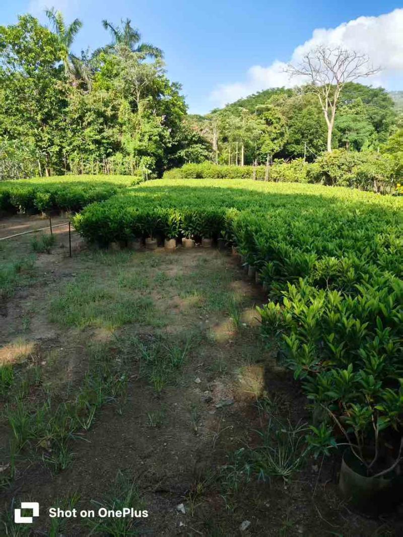 非洲茉莉30-120，大量低价出售