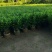 非洲茉莉30-120，大量低价出售