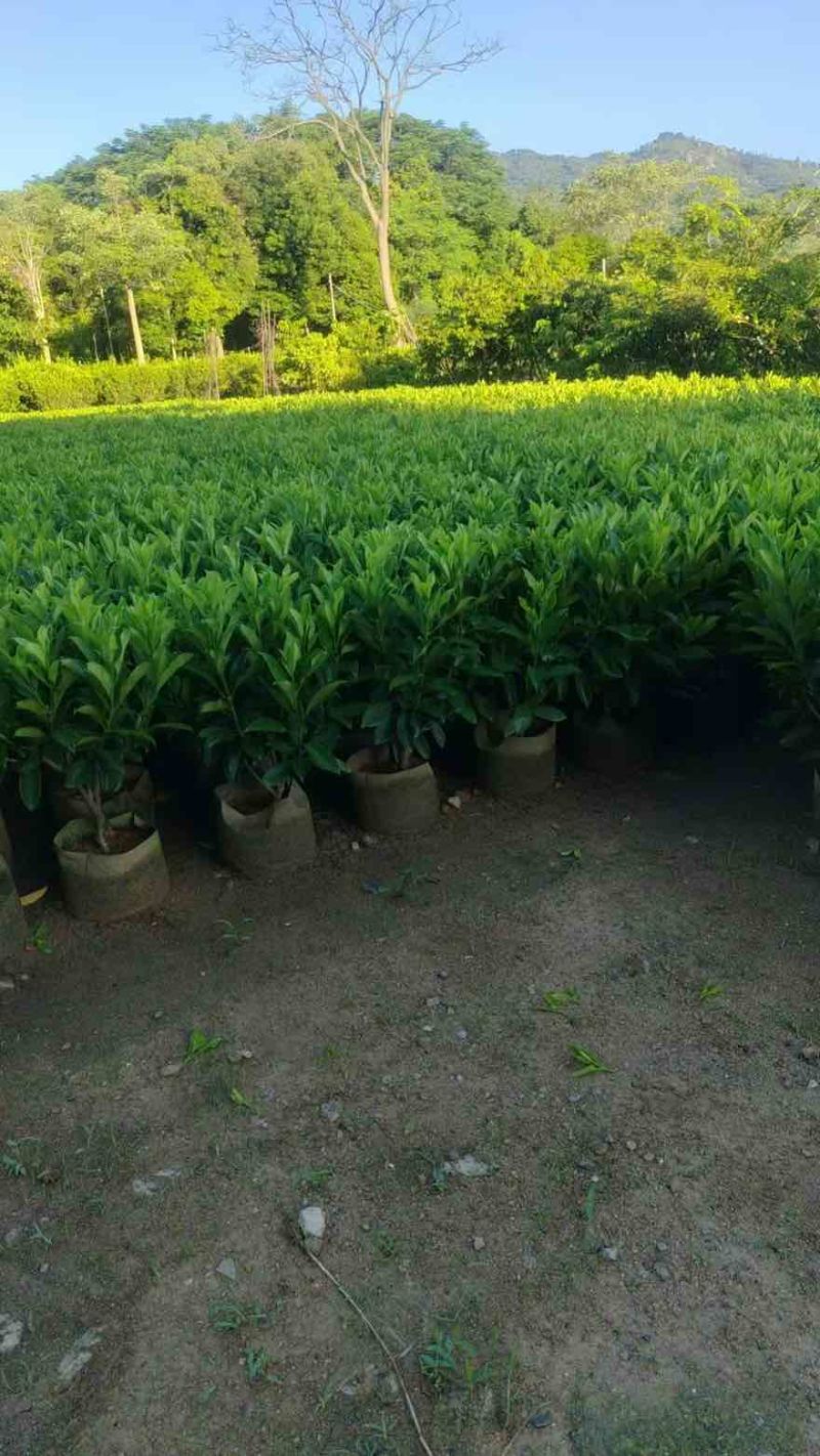 非洲茉莉30-120，大量低价出售