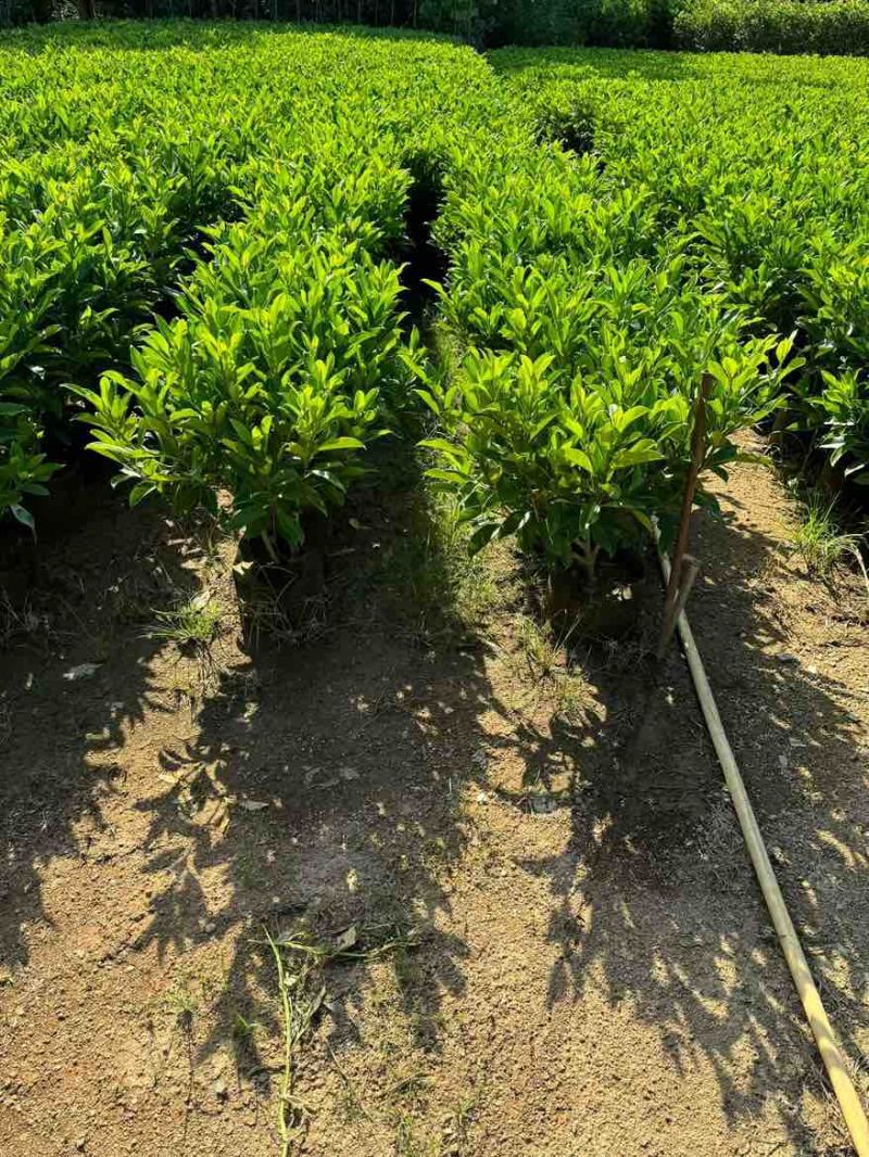 非洲茉莉30-120，大量低价出售