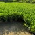 非洲茉莉30-120，大量低价出售