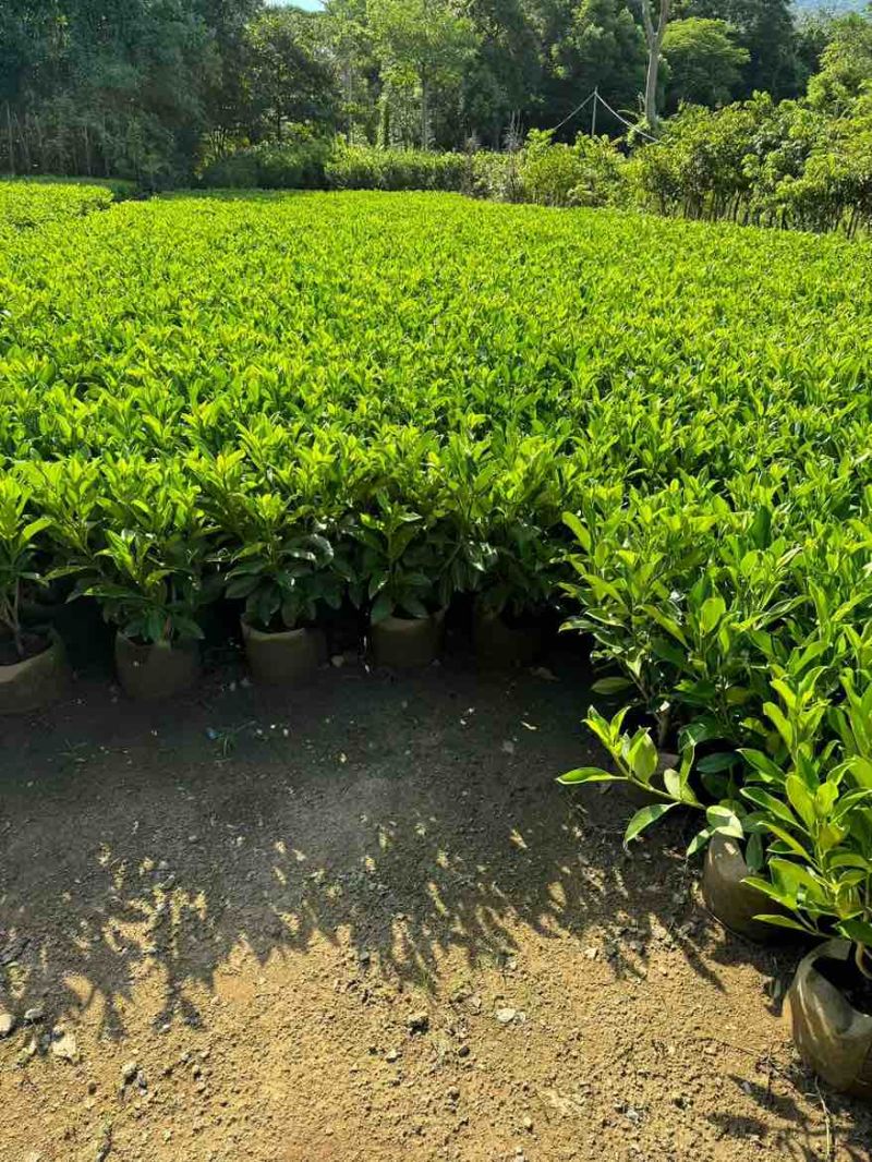 非洲茉莉30-120，大量低价出售
