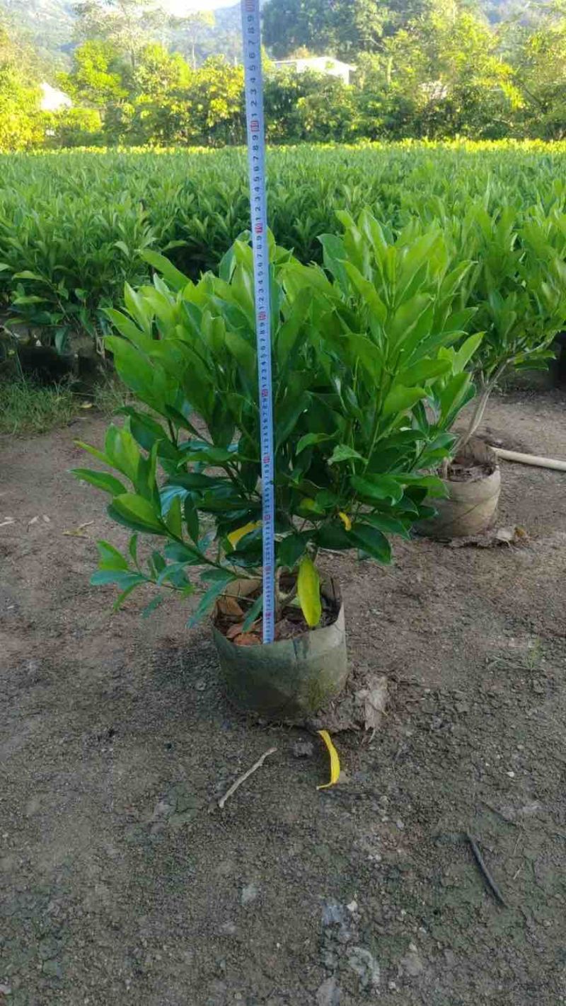非洲茉莉30-120，大量低价出售