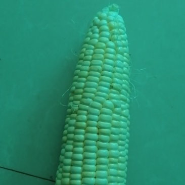 鲜食玉米