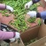 质量决定一切，高山品质，海拔九百多米，进行中……