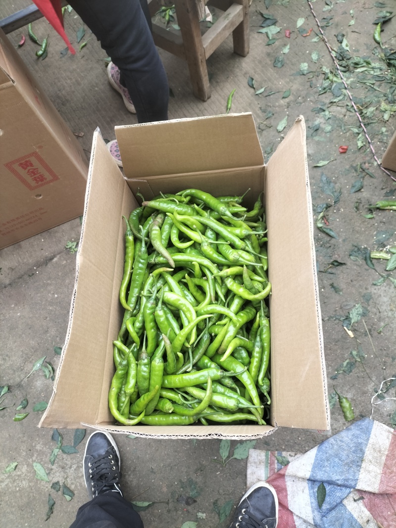 质量决定一切，高山品质，海拔九百多米，进行中……