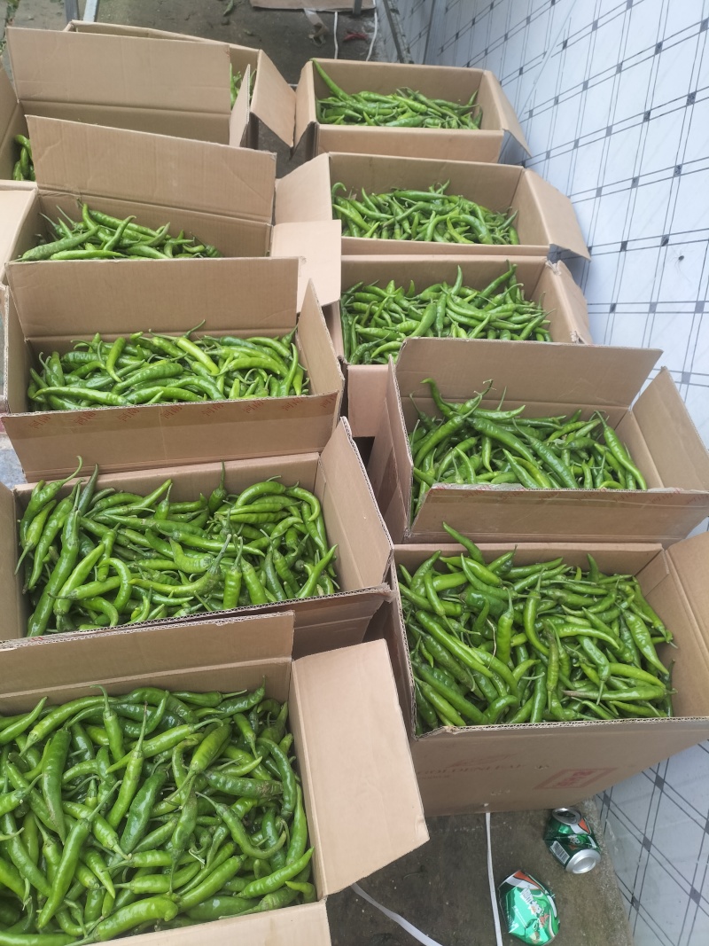 质量决定一切，高山品质，海拔九百多米，进行中……