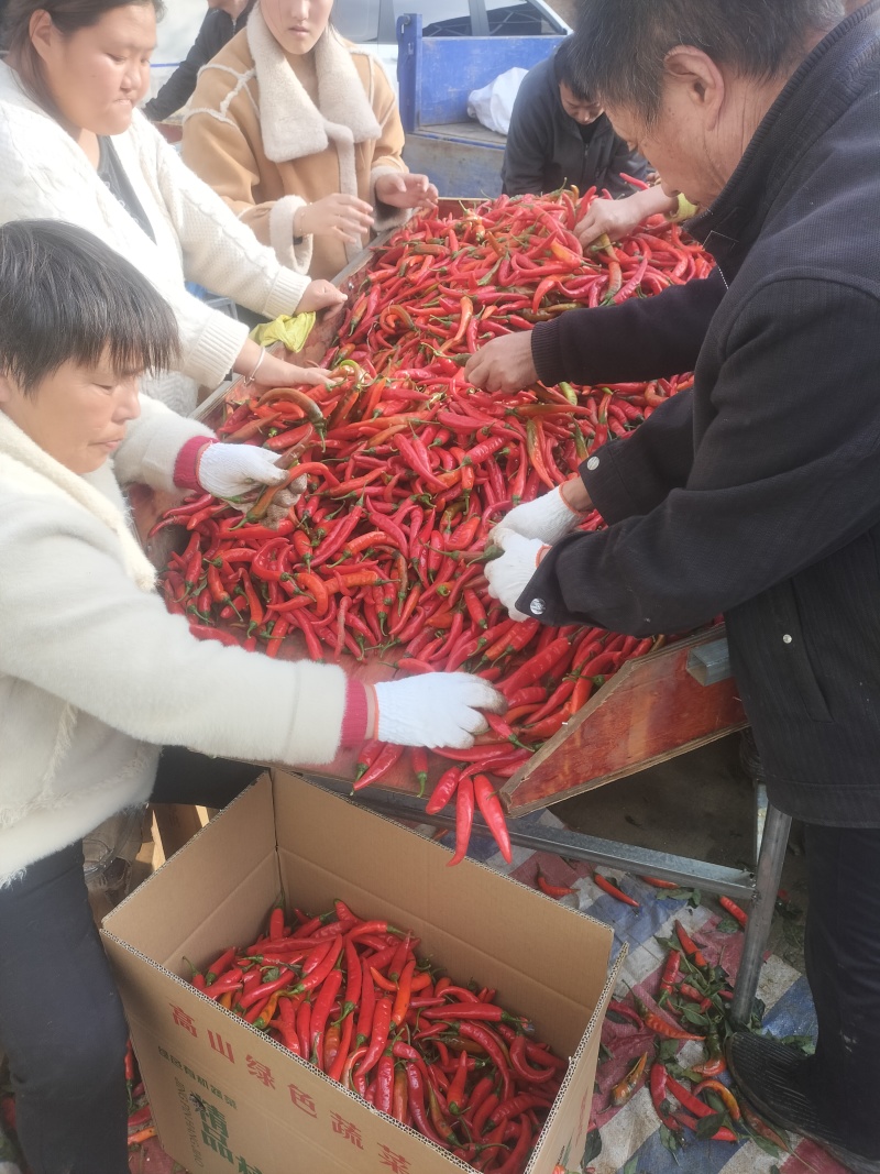 质量决定一切，高山品质，海拔九百多米，进行中……
