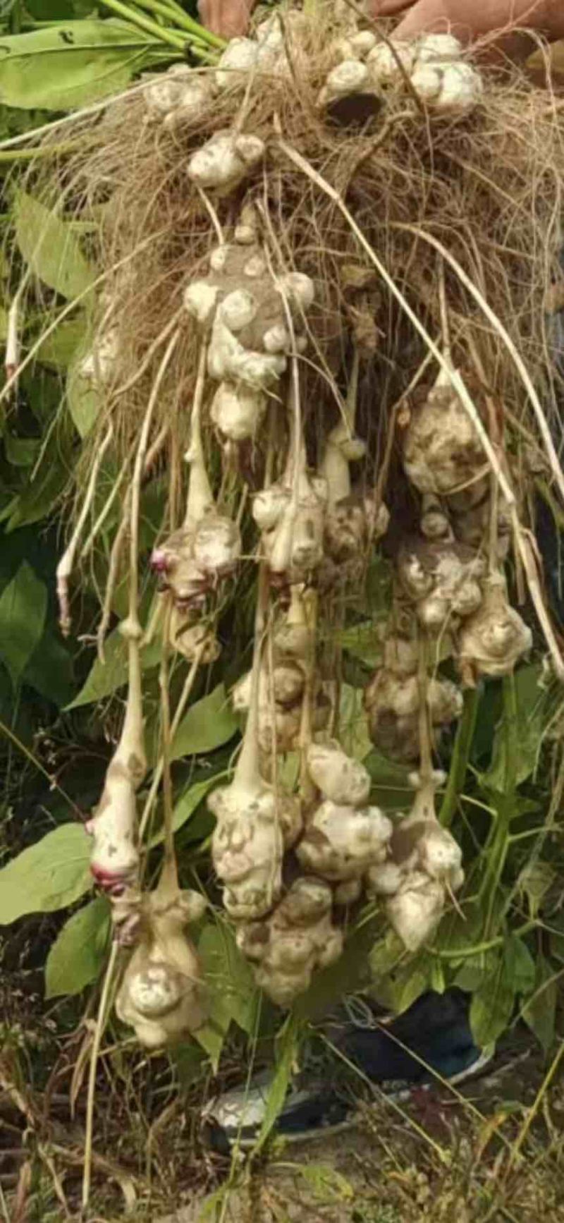 大量出售鲜洋姜