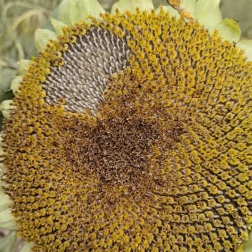 三瑞611葵花
