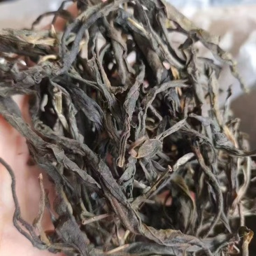 古树普洱生茶