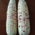 黏糯香甜玉米，花玉米