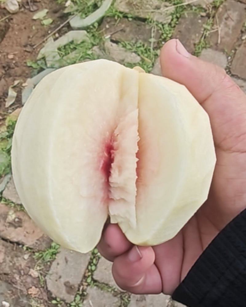 金秋红蜜桃子