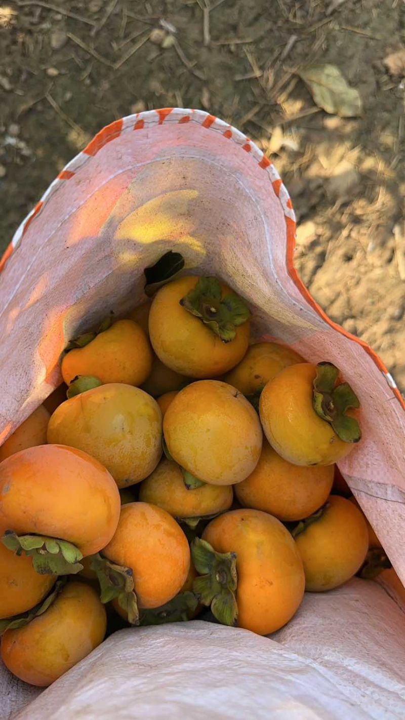 脆柿子地头价通货