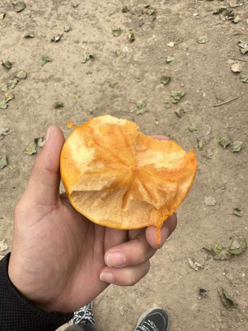 脆柿子地头价通货