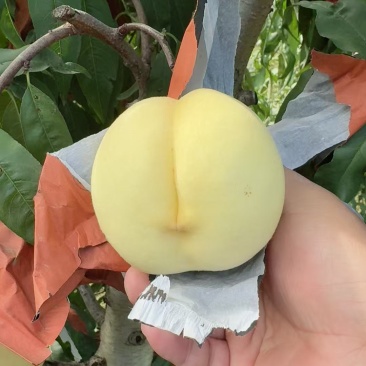 桃子
