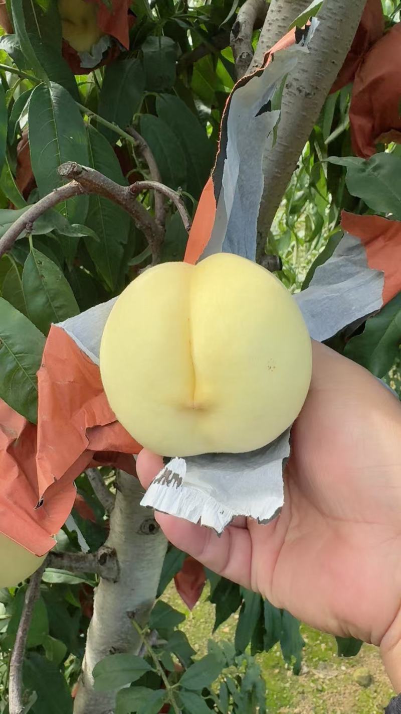 桃子