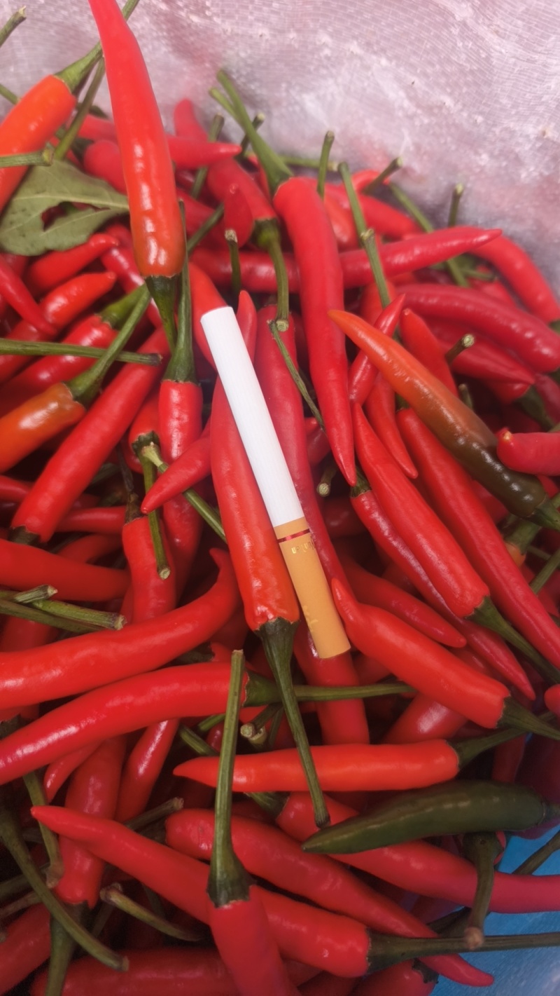 大量现货小米辣需要联系***********