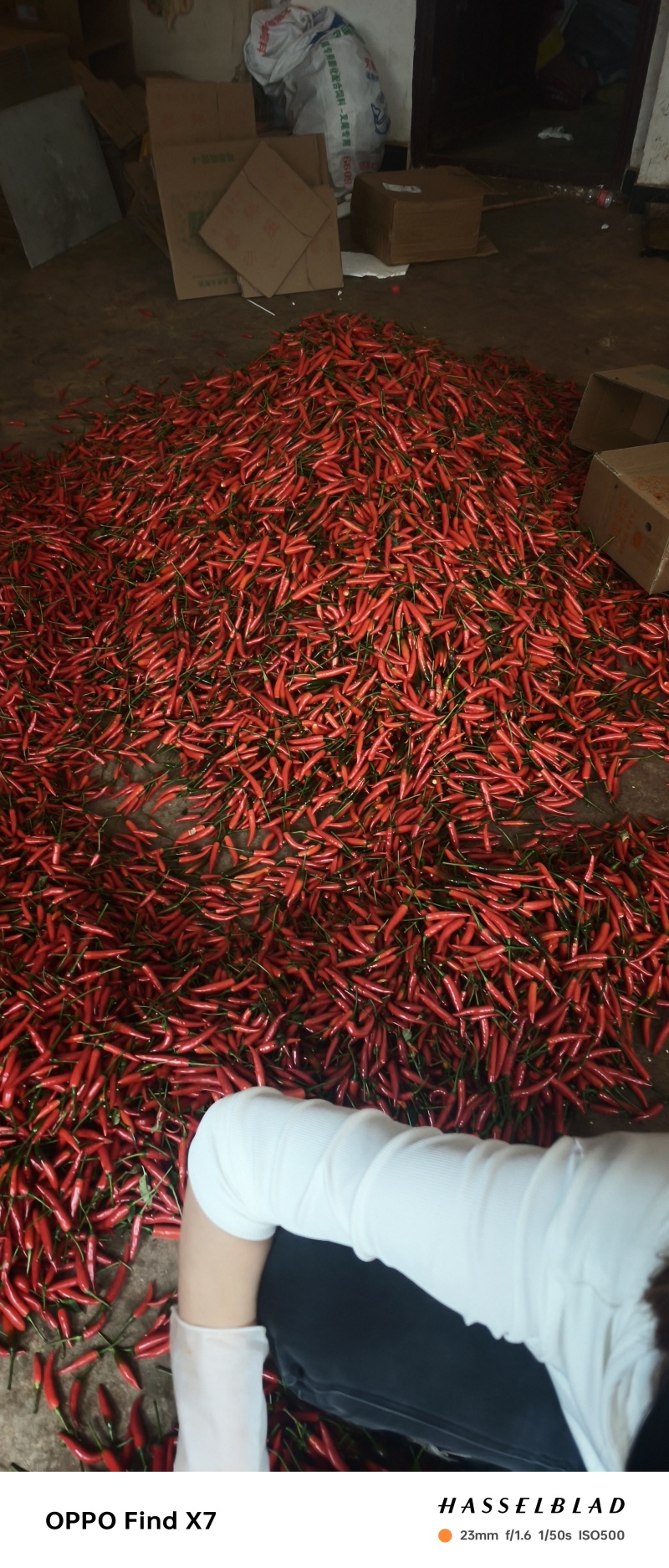 大量现货小米辣需要联系***********