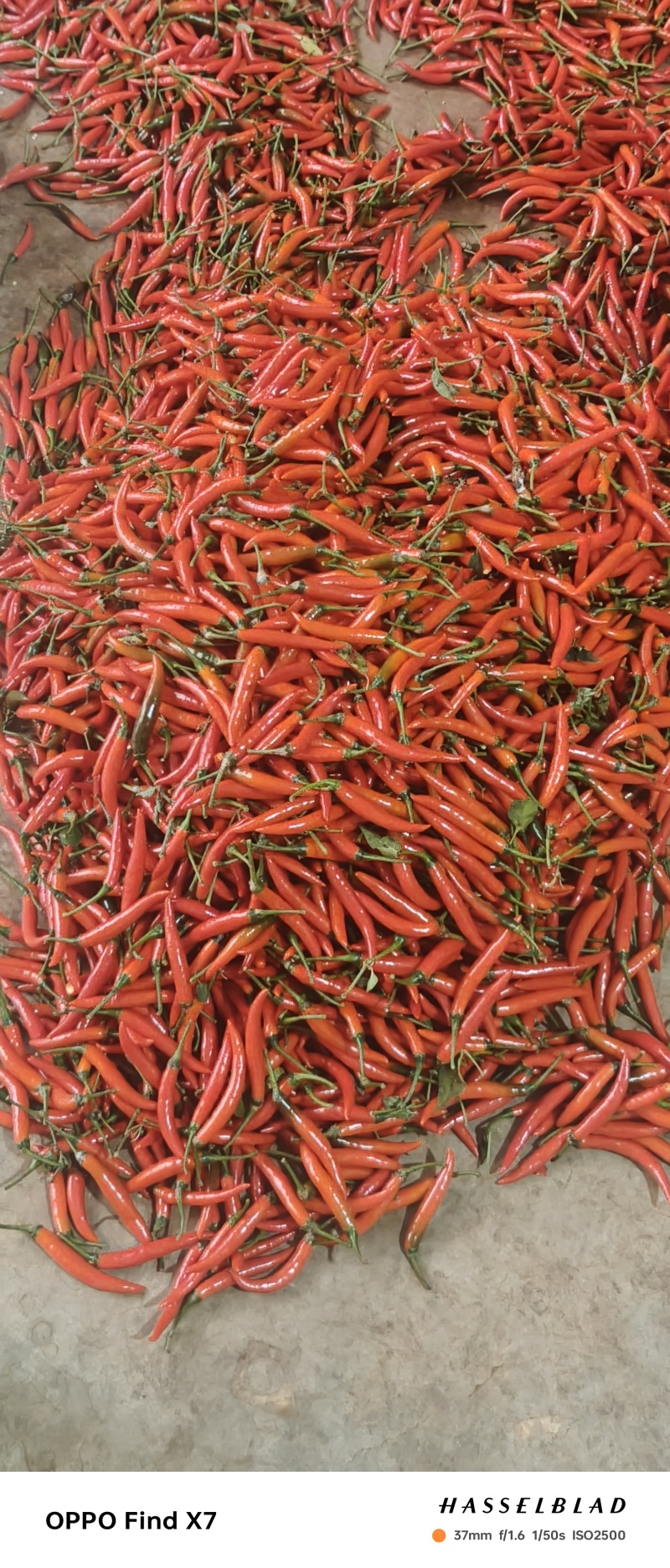 大量现货小米辣需要联系***********