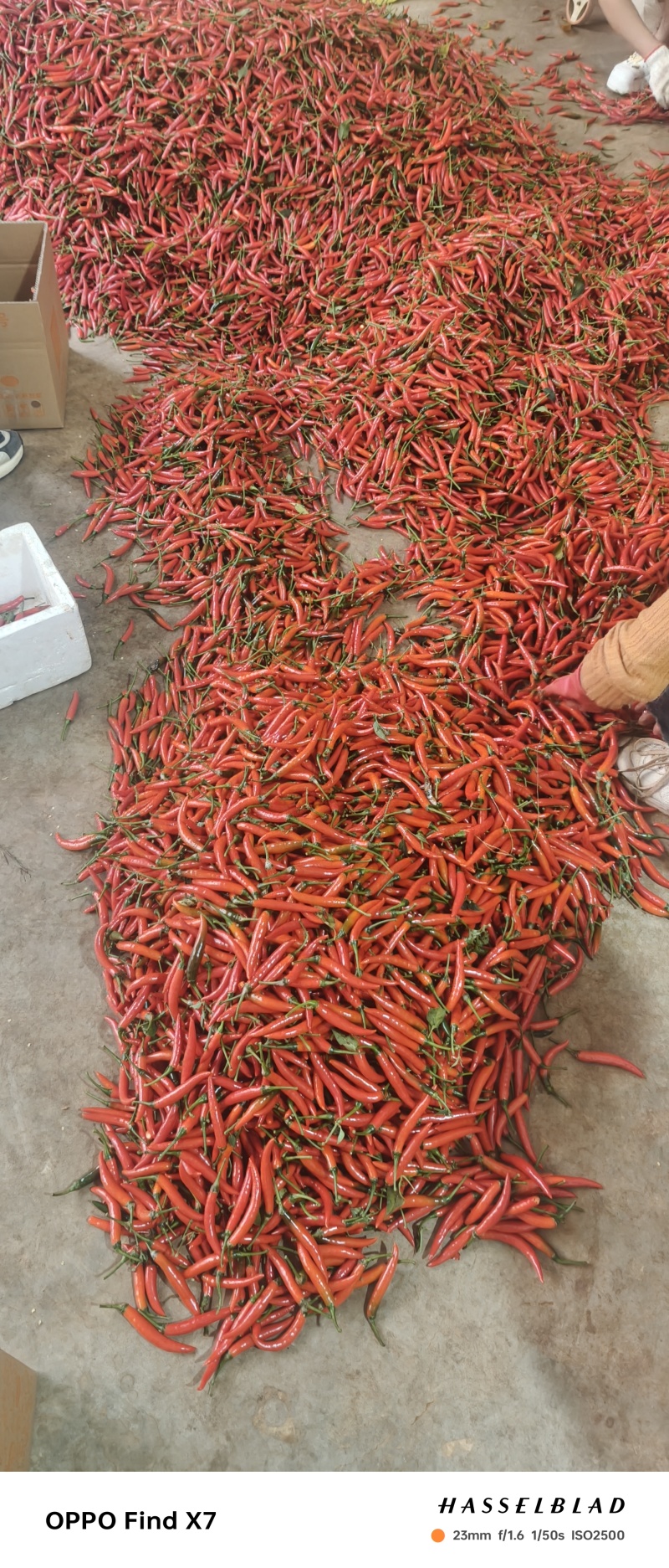 大量现货小米辣需要联系***********