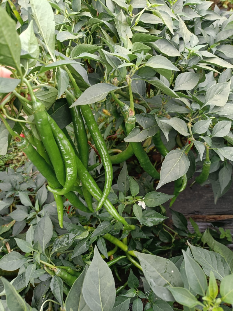 大量青线椒大量有货