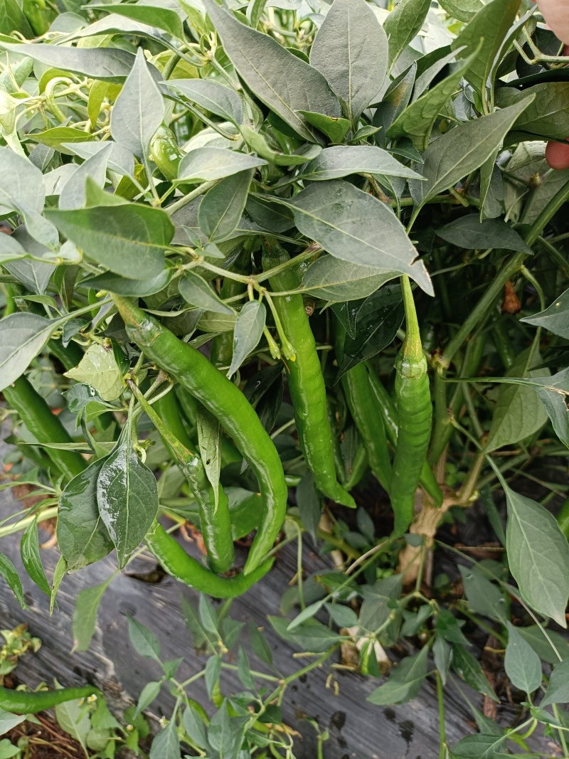 大量青线椒大量有货