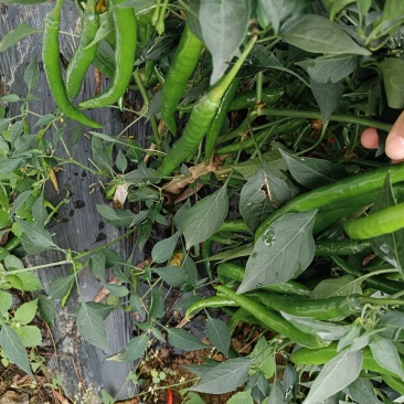 大量青线椒大量有货