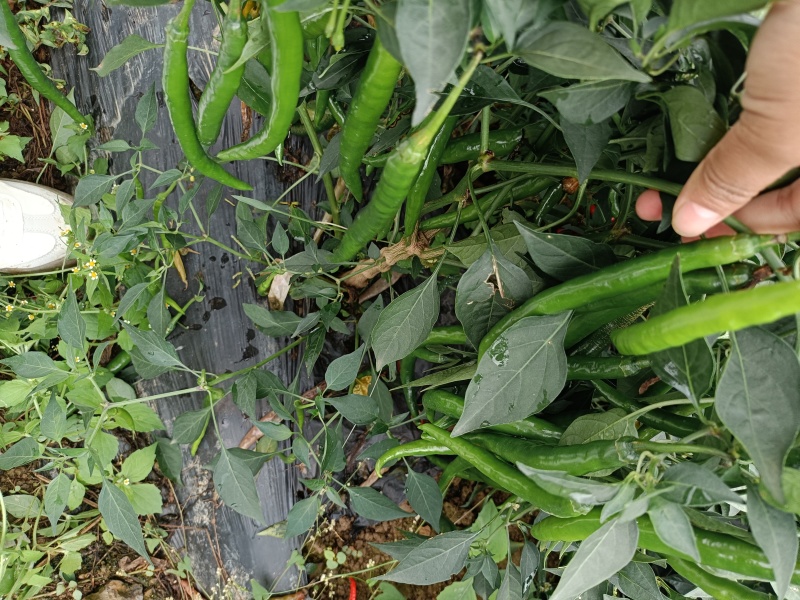 大量青线椒大量有货