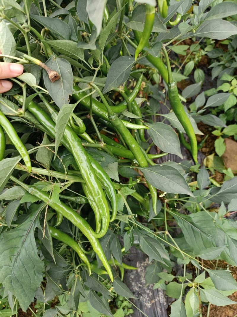 大量青线椒大量有货