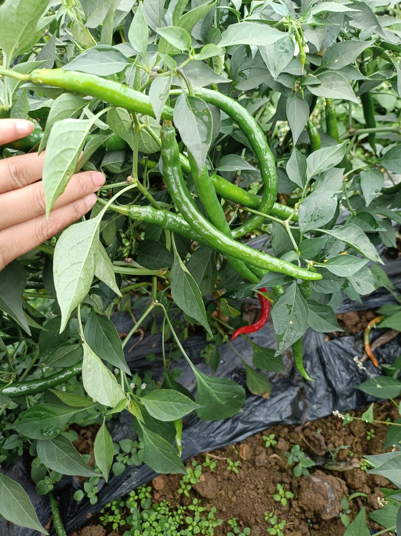 大量青线椒大量有货