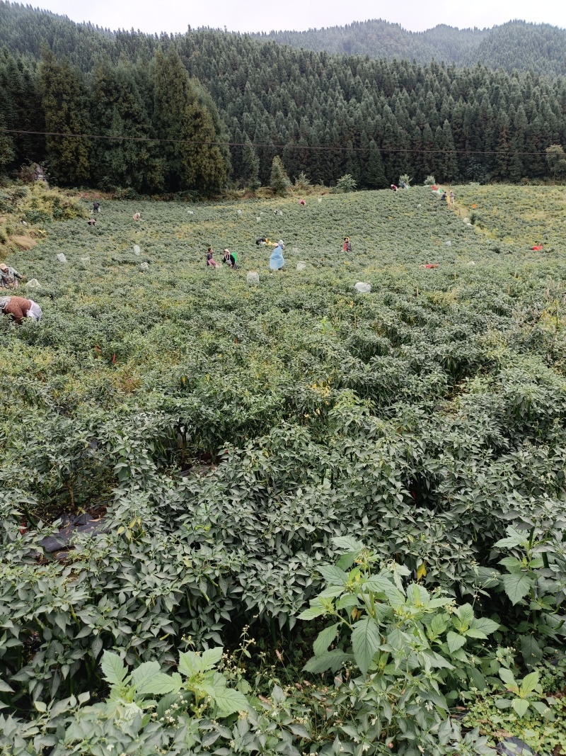 大量青线椒大量有货